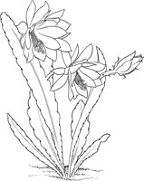 CGW50057.TIF