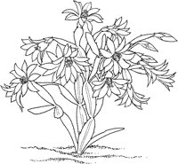 CGW50056.TIF