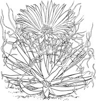 CGW50044.TIF