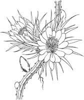 CGW50042.TIF