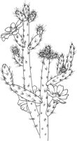 CGW50040.TIF