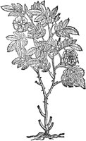 CGV50196.TIF