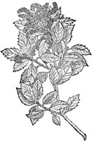 CGV50184.TIF