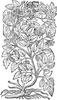 CGV50161.TIF