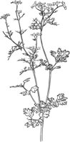 CGV50080.TIF