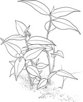 CGV50075.TIF