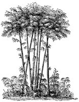 CHR50026.JPG
