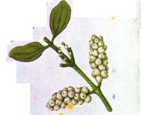 CHO50207.JPG