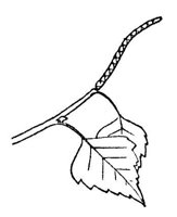 CHO50204.JPG