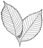 CHO50157.JPG