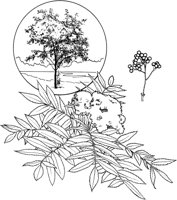 CHO50137.TIF