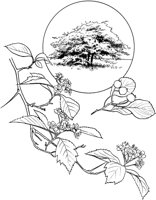 CHO50127.TIF