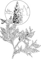 CHM50033.TIF