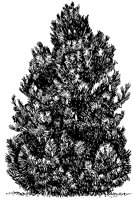 CHM50007.TIF