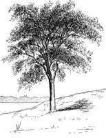 CHL50145.JPG