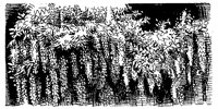 CHL50029.TIF
