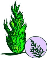 CHL00094.WMF