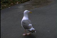 8077.GIF