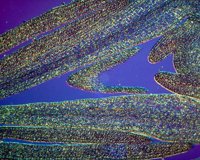 CIQ50090.JPG