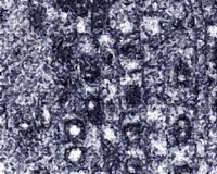 CIQ50067.JPG