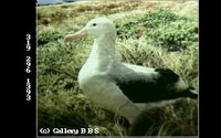 ALBATROS.GIF