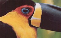 BIRD.GIF