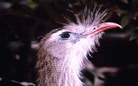 BIRDHEAD.GIF