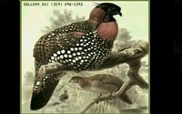 BIRDS1.GIF