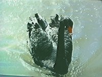 BLKSWAN.GIF
