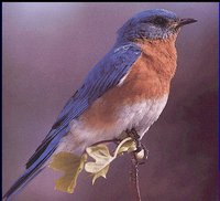 BLUEBIRD.GIF