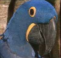 BLUPAR.GIF