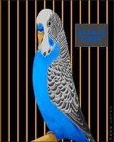 BUDGIE.GIF