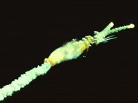 CWA50386.JPG