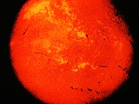 CVX50478.JPG