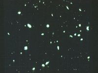 CVX50197.JPG