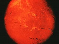 CVX50176.JPG
