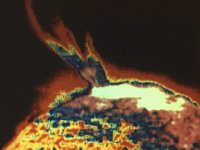CVX50175.JPG