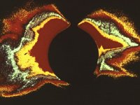 CVX50174.JPG