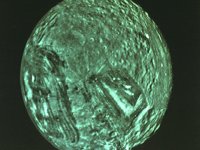 CVX50134.JPG
