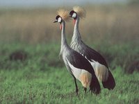CRANES.GIF