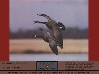 C_GEESE.GIF