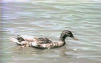 DUCK0001.GIF