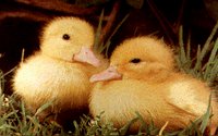 DUCKLING.GIF