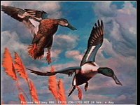 DUCKS2.GIF