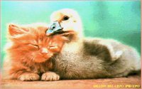 DUCK_CAT.GIF