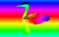 DV_DUCK.GIF