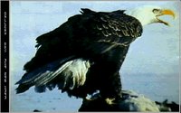 EAGLE12.GIF
