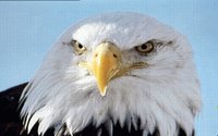 EAGLE2.GIF