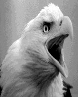 EAGLE4.GIF