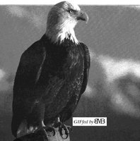 EAGLE6.GIF